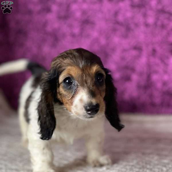 Daisy, Dachshund Puppy